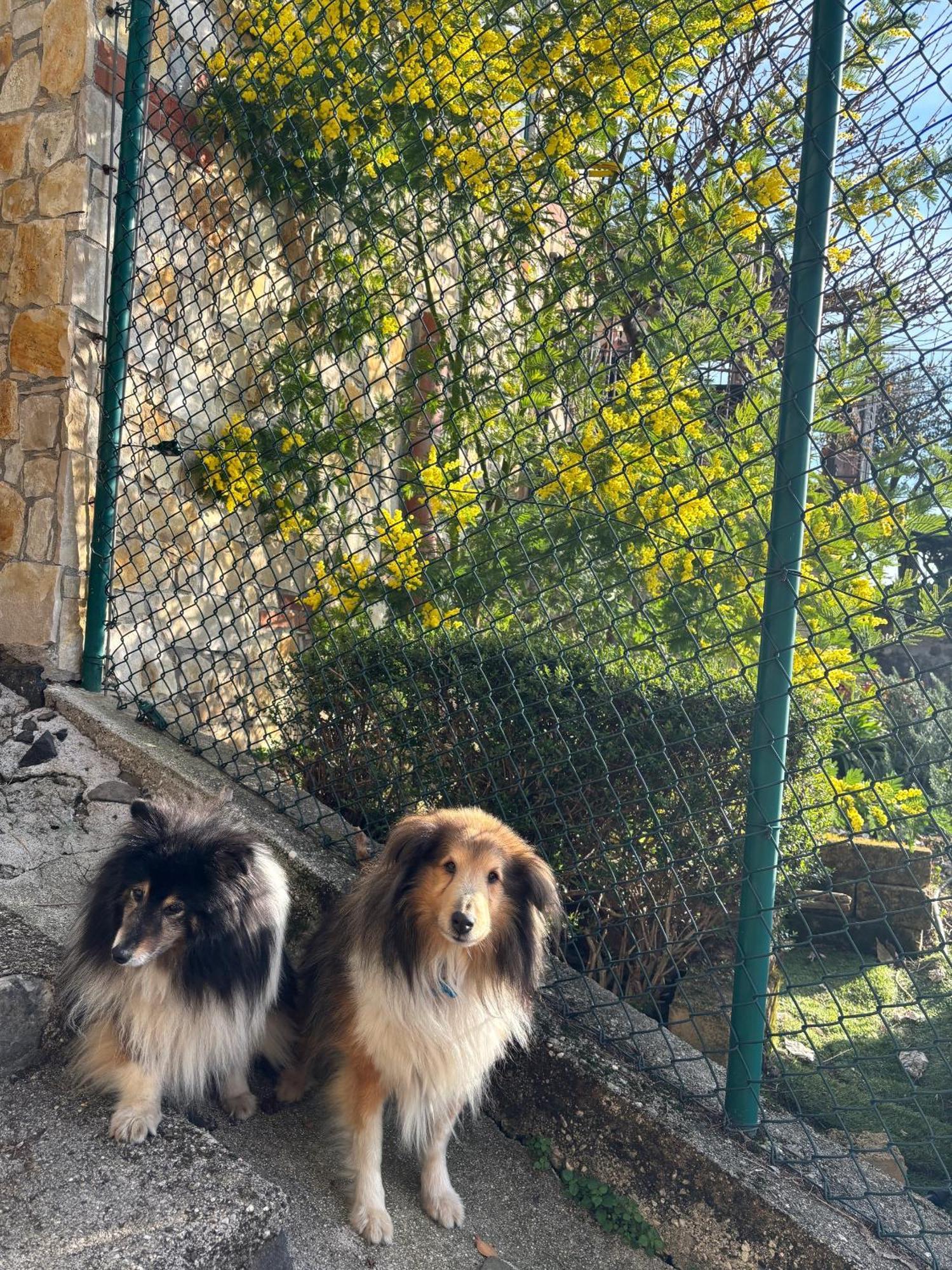 B&B Alle Scalette Trissino Exteriér fotografie